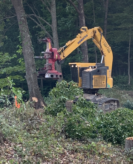 professional tree clearing company