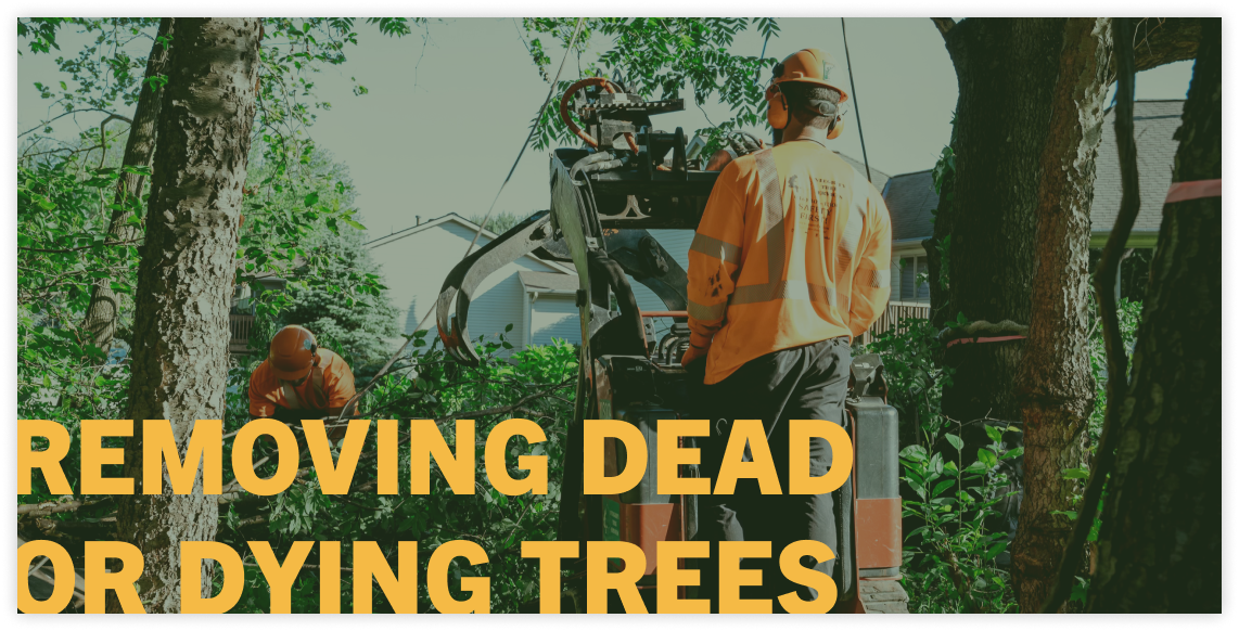 tree removal, dead tree removal, tree services